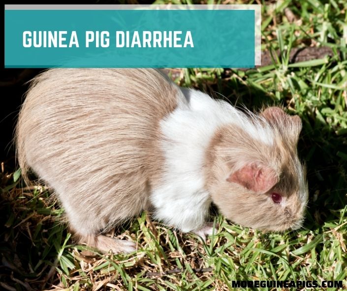 Guinea Pig Diarrhea: Signs, Cause, Treatment and Prevent
