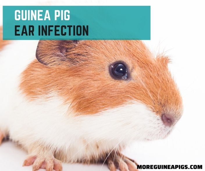 Guinea Pig Ear Infection: Signs, Cause, and Treatment