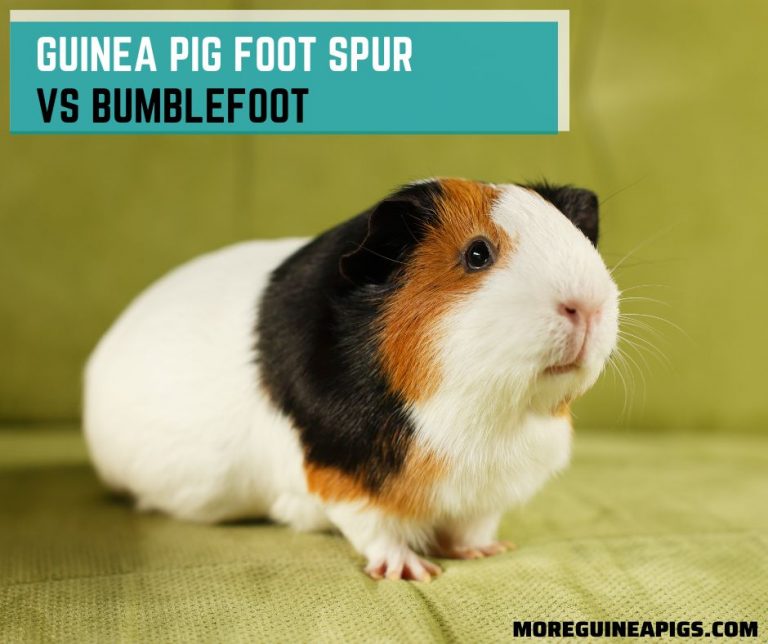 Guinea Pig Foot Spur Vs. Bumblefoot
