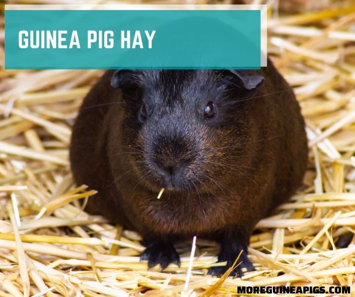 Guinea Pig Hay: Everything Need to Know and 4 Top Picks