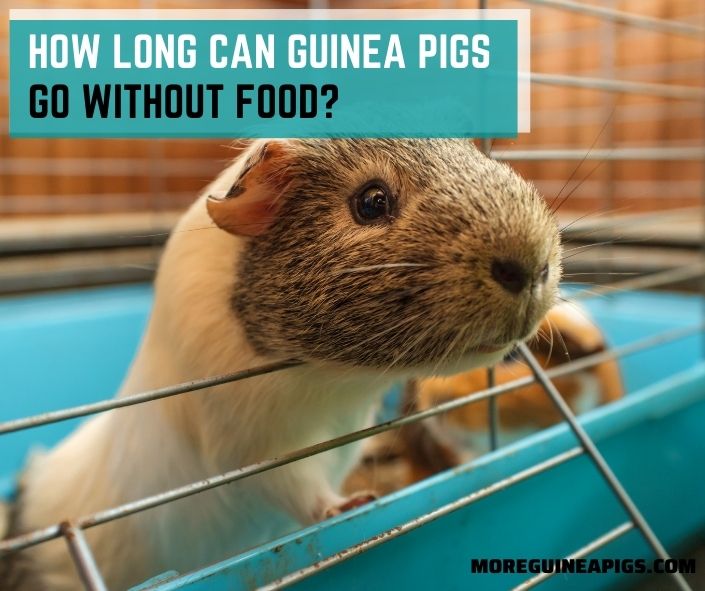 How Long Can Guinea Pigs Go Without Food?