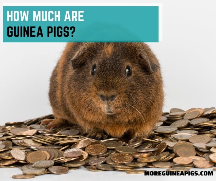 How Much Are Guinea Pigs?