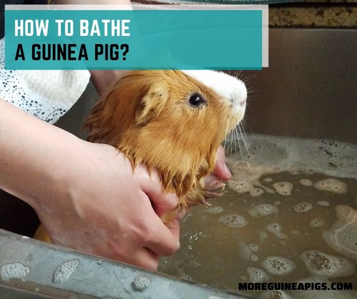 How To Bathe a Guinea Pig?