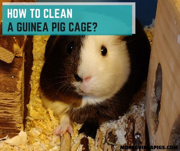 How To Clean a Guinea Pig Cage?
