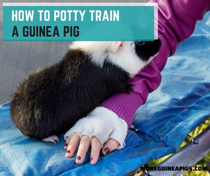 How To Potty Train A Guinea Pig