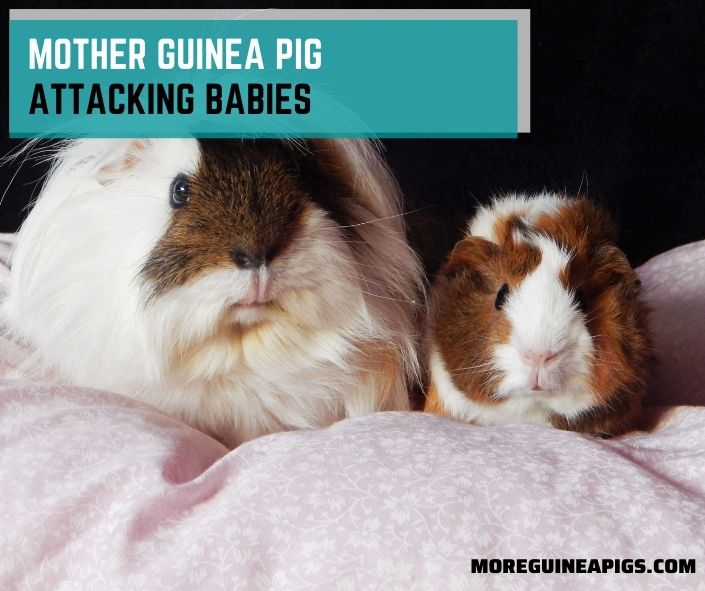 5 Causes Make Mother Guinea Pig Attacking Babies and Dealing Tips