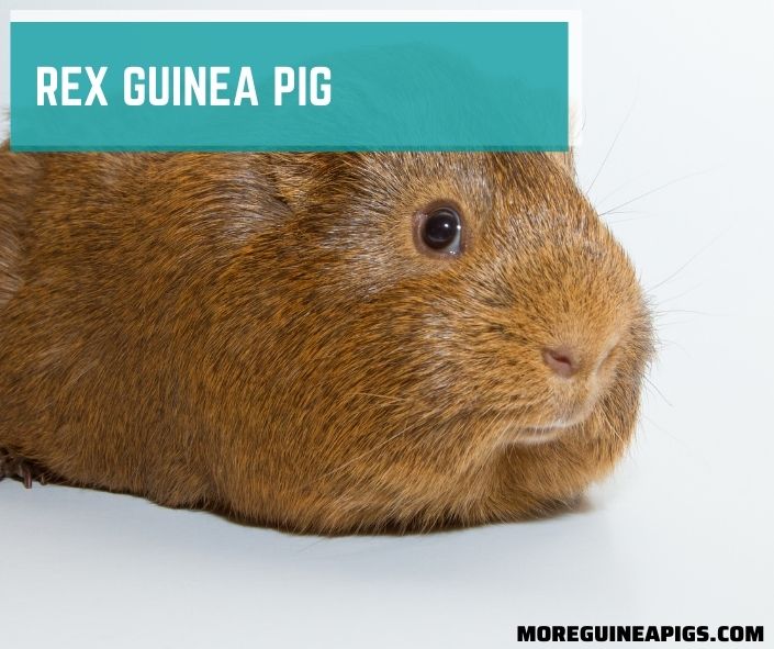 Rex Guinea Pig: Facts, Lifespan, Behavior & Care Guide