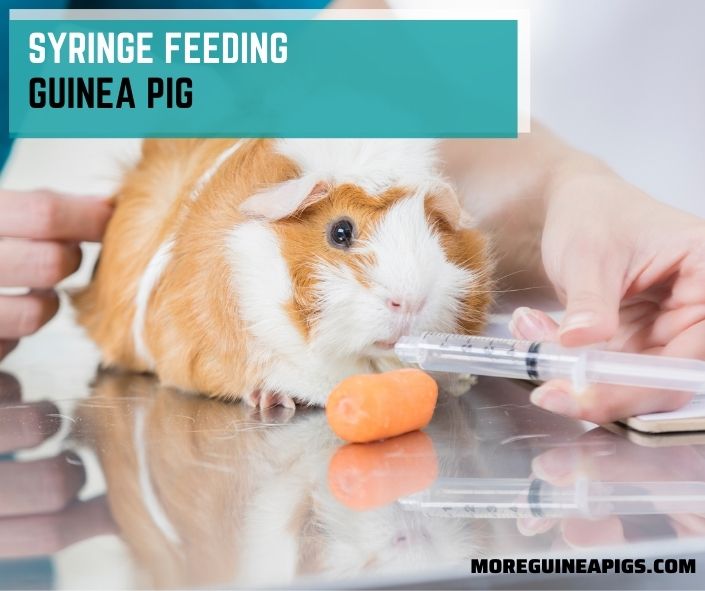 Syringe Feeding Guinea Pig: The Most Complete Guide
