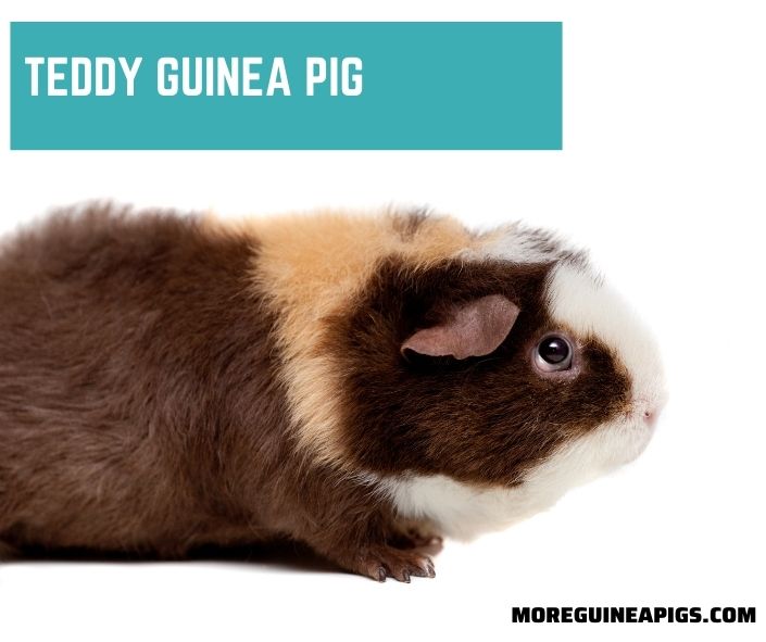 Teddy Guinea Pig: Origin, Appearance and Other Facts