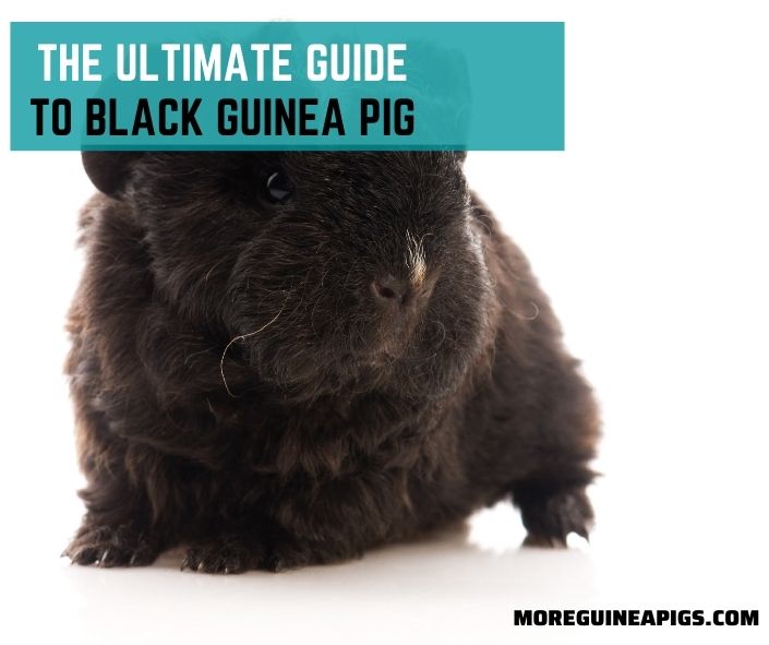 The Ultimate Guide To Black Guinea Pig