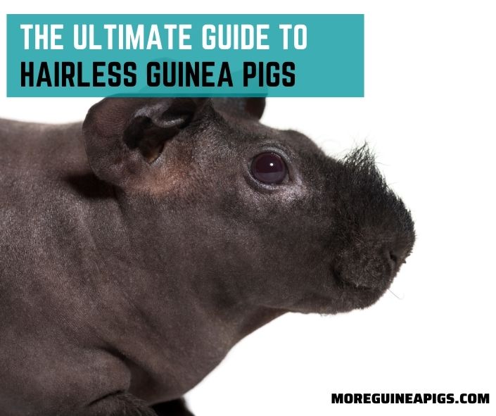 The Ultimate Guide to Hairless Guinea Pigs