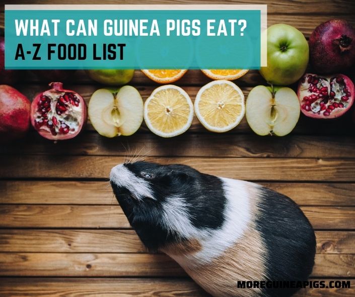 What Can Guinea Pigs Eat? A-Z Food List