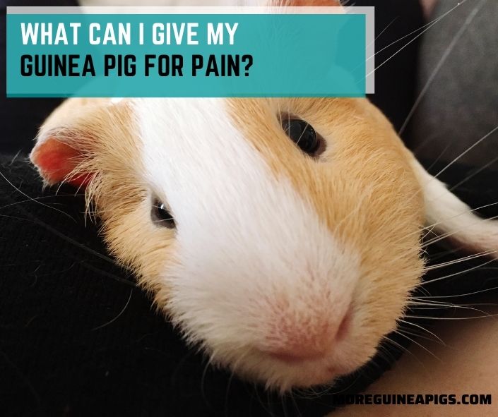 What Can I Give My Guinea Pig for Pain?
