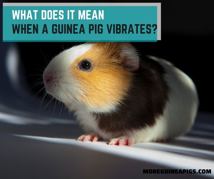 What Does It Mean When a Guinea Pig Vibrates?