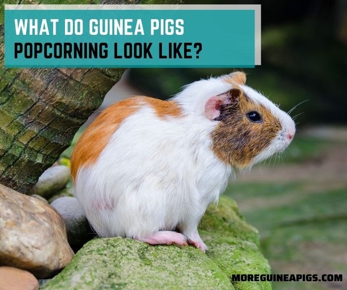 What do Guinea Pigs Popcorning Look Like?