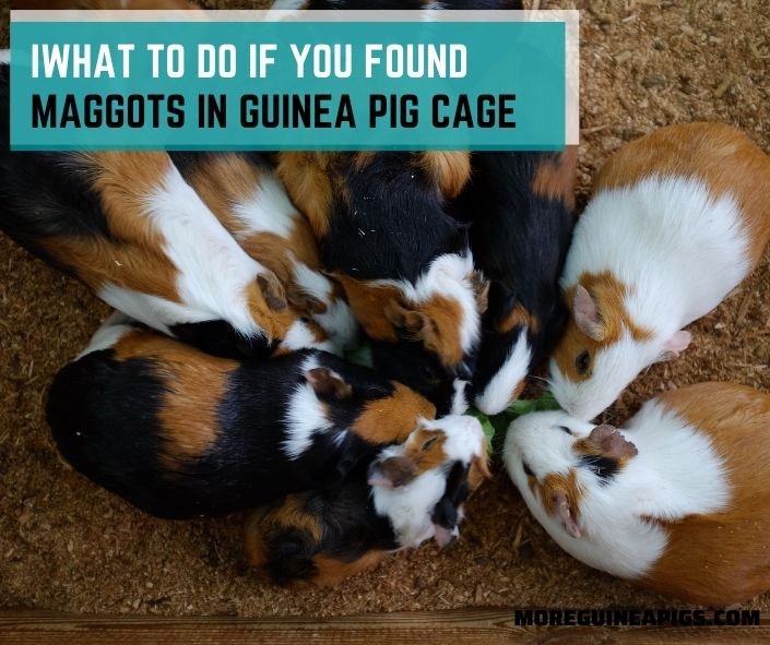 What to Do If You Found Maggots in Guinea Pig Cage
