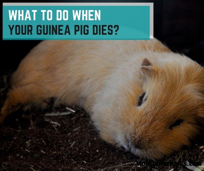 What to Do When Your Guinea Pig Dies?