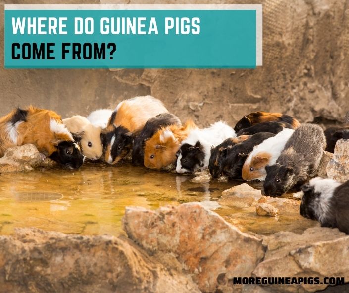 Where Do Guinea Pigs Come From?