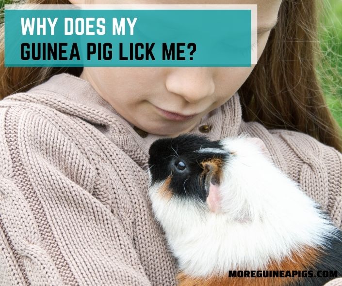 Why Does My Guinea Pig Lick Me?