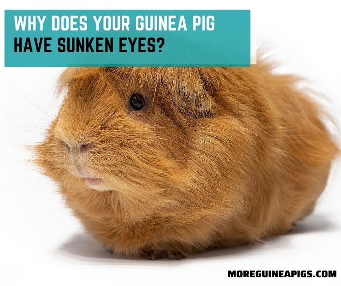 Why Does Your Guinea Pig Have Sunken Eyes?