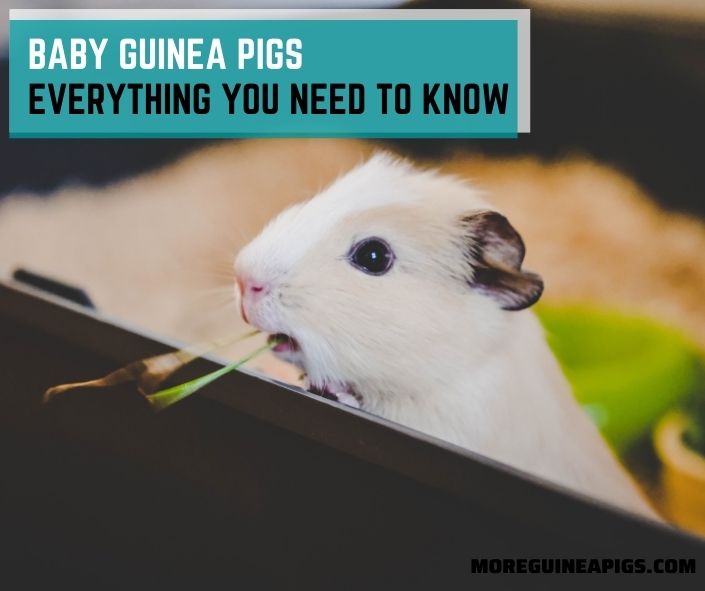 Baby Guinea Pigs: Everything You Need to Know
