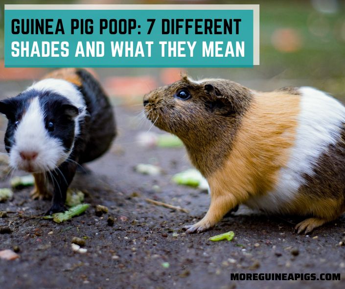 Guinea Pig Poop: 7 Different Shades and What They Mean