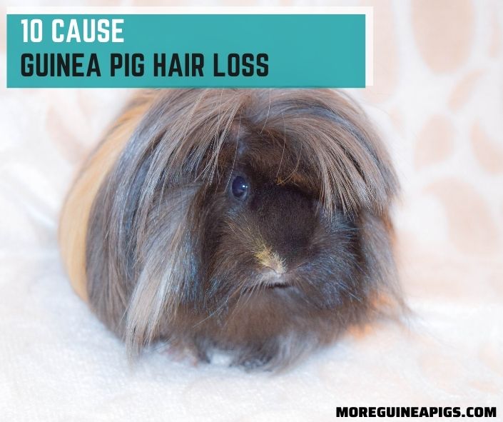 10 Cause Guinea Pig Hair Loss – Tips to Treatment and Prevent