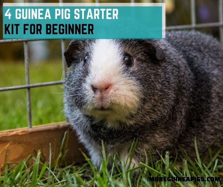 4 Guinea Pig Starter Kit for Beginner