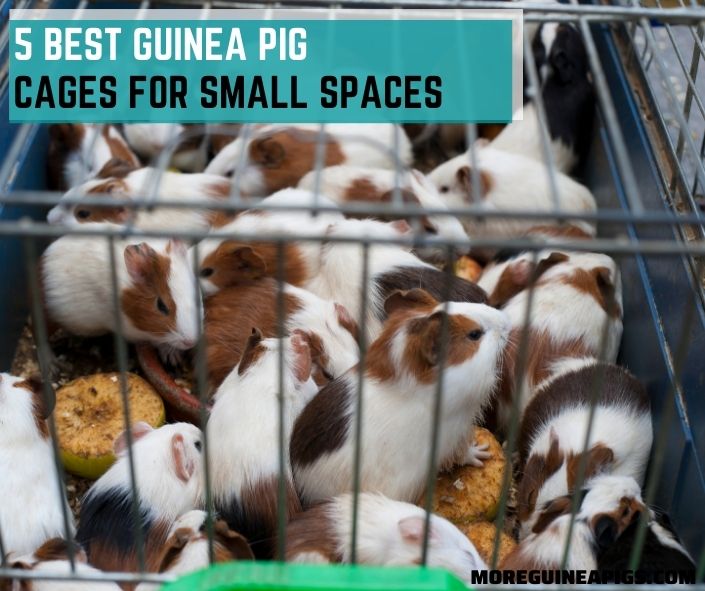 5 Best Guinea Pig Cages For Small Spaces