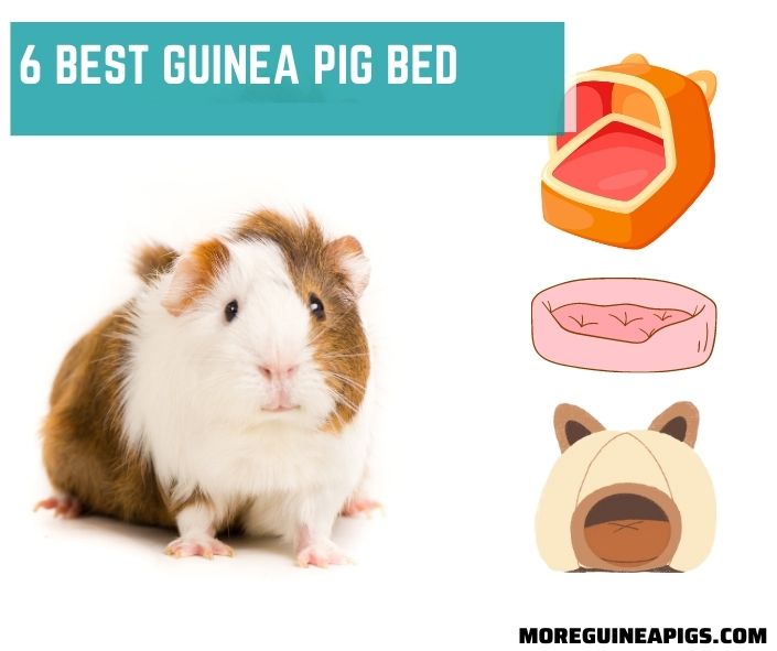 6 Best Guinea Pig Bed