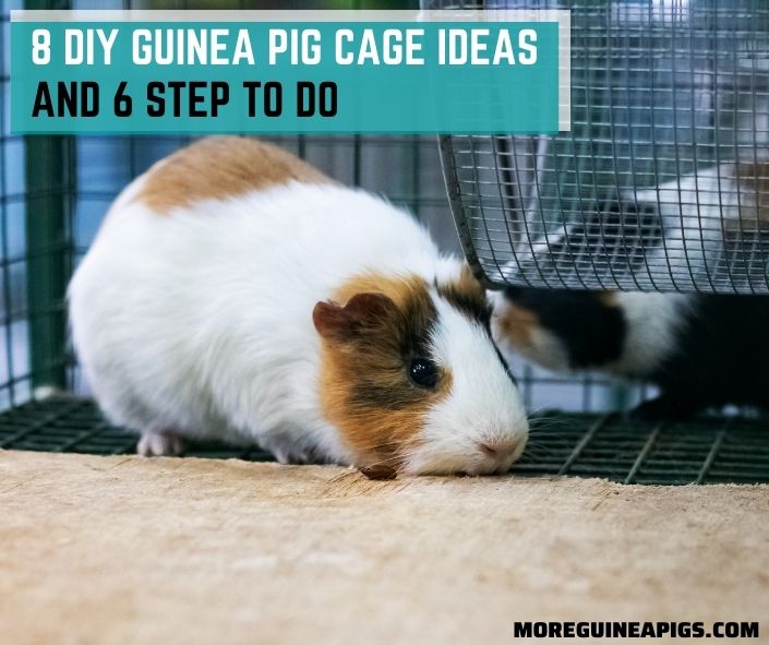 8 DIY Guinea Pig Cage Ideas and 6 Step to Do
