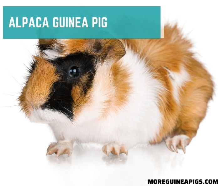 Alpaca Guinea Pig: Facts, Lifespan, Behavior & Care Guide