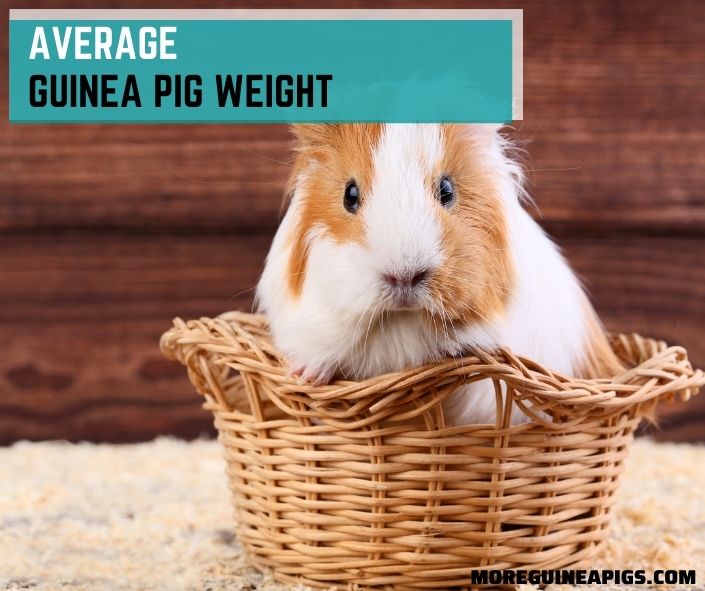 Average Guinea Pig Weight – How Much Should a Guinea Pig Weigh?