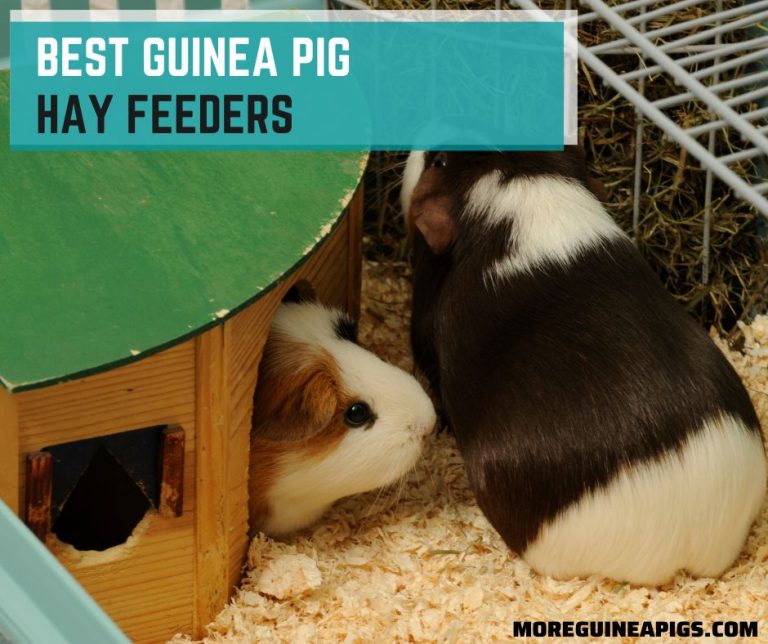 4 Best Guinea Pig Hay Feeders