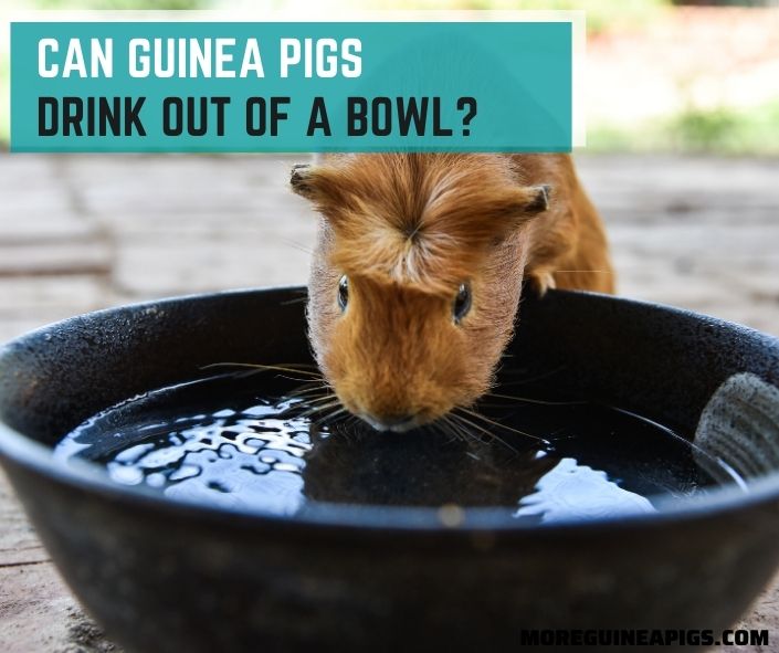 Can Guinea Pigs Drink Out of a Bowl?