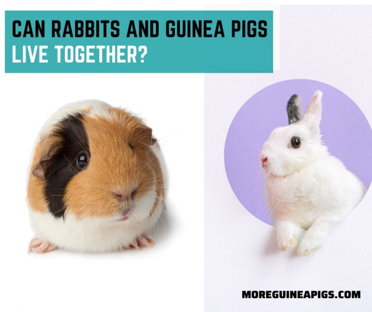 Can Rabbits And Guinea Pigs Live Together?