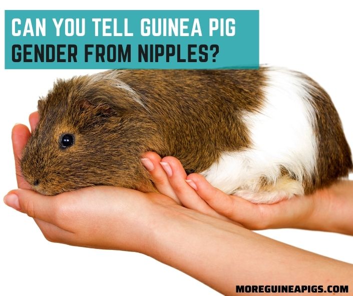 Can You Tell Guinea Pig Gender from Nipples?