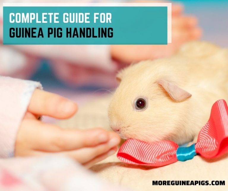 Complete Guide for Guinea Pig Handling