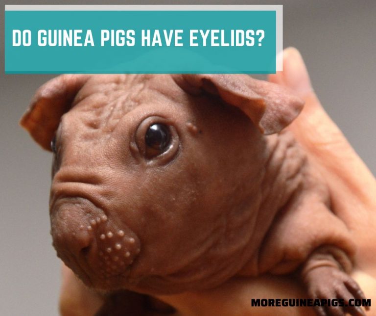 Do Guinea Pigs Have Eyelids?