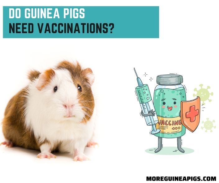 Do Guinea Pigs Need Vaccinations?