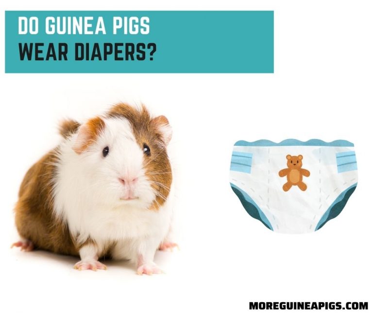 Do Guinea Pigs Wear Diapers?