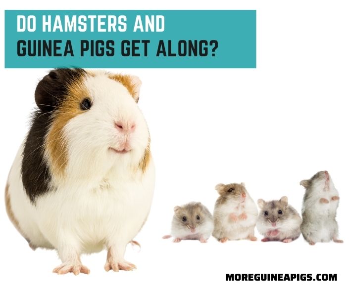 Do Hamsters And Guinea Pigs Get Along?