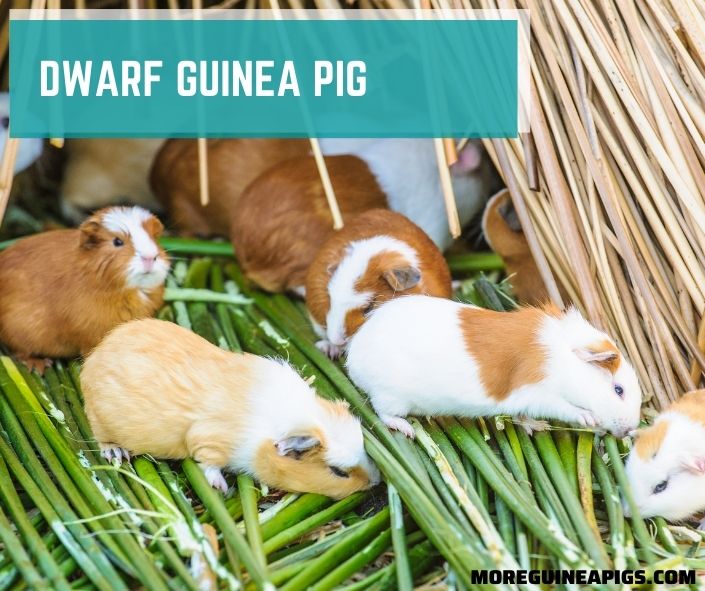 3 Facts About Dwarf Guinea Pig That You Need To Know