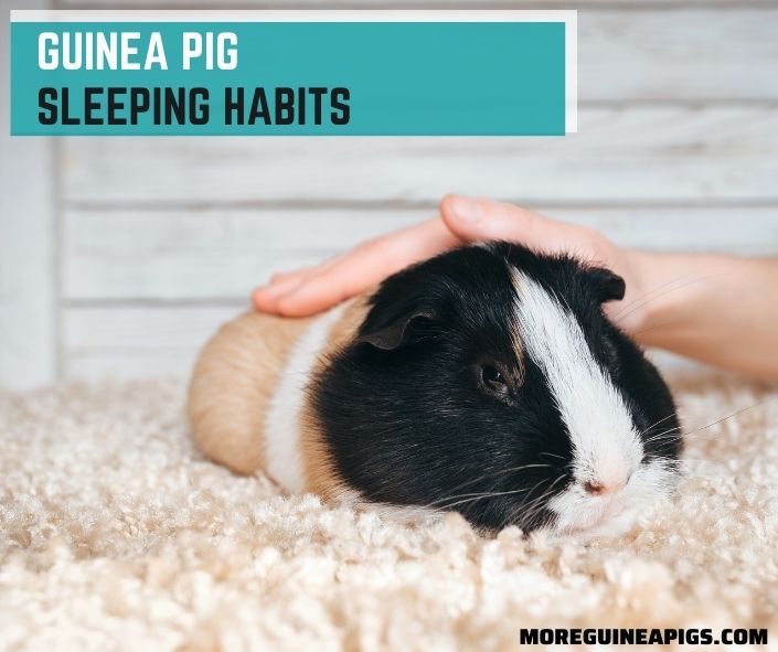 Everything To Know About Guinea Pig Sleeping Habits