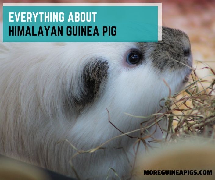Everything about Himalayan Guinea Pig