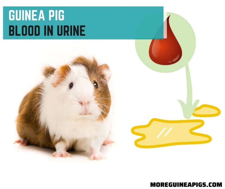 6 Causes Of Guinea Pig Blood In Urine And Simple Treatment Tips