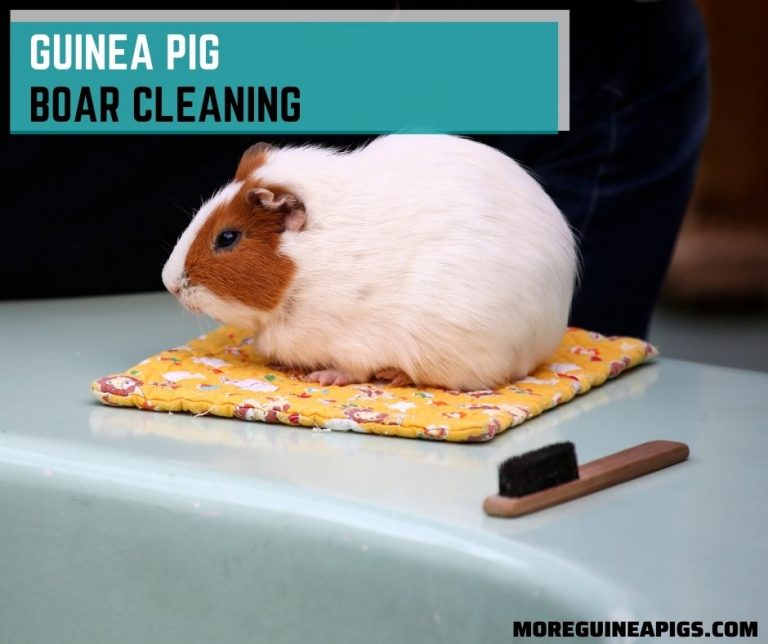Step-By-Step Guide for Guinea Pig Boar Cleaning