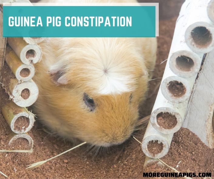Guinea Pig Constipation (Everything You Need to Know)