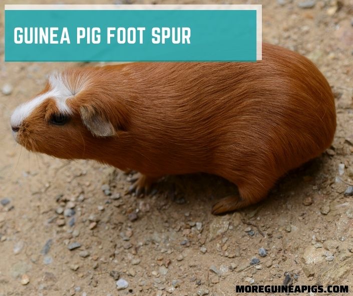 Guinea Pig Foot Spur: Sign, Cause, Treatment and Prevent