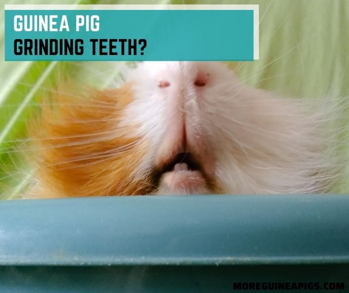 What Does It Mean When Guinea Pig Grinding Teeth?